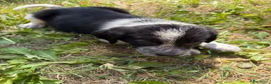 Border Collie boy 2