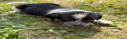 Border Collie dogs for sale: Border collie puppies  - Advert 23