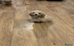 Cavapoo dogs for sale: F1b toy cavapoos  - Image 6