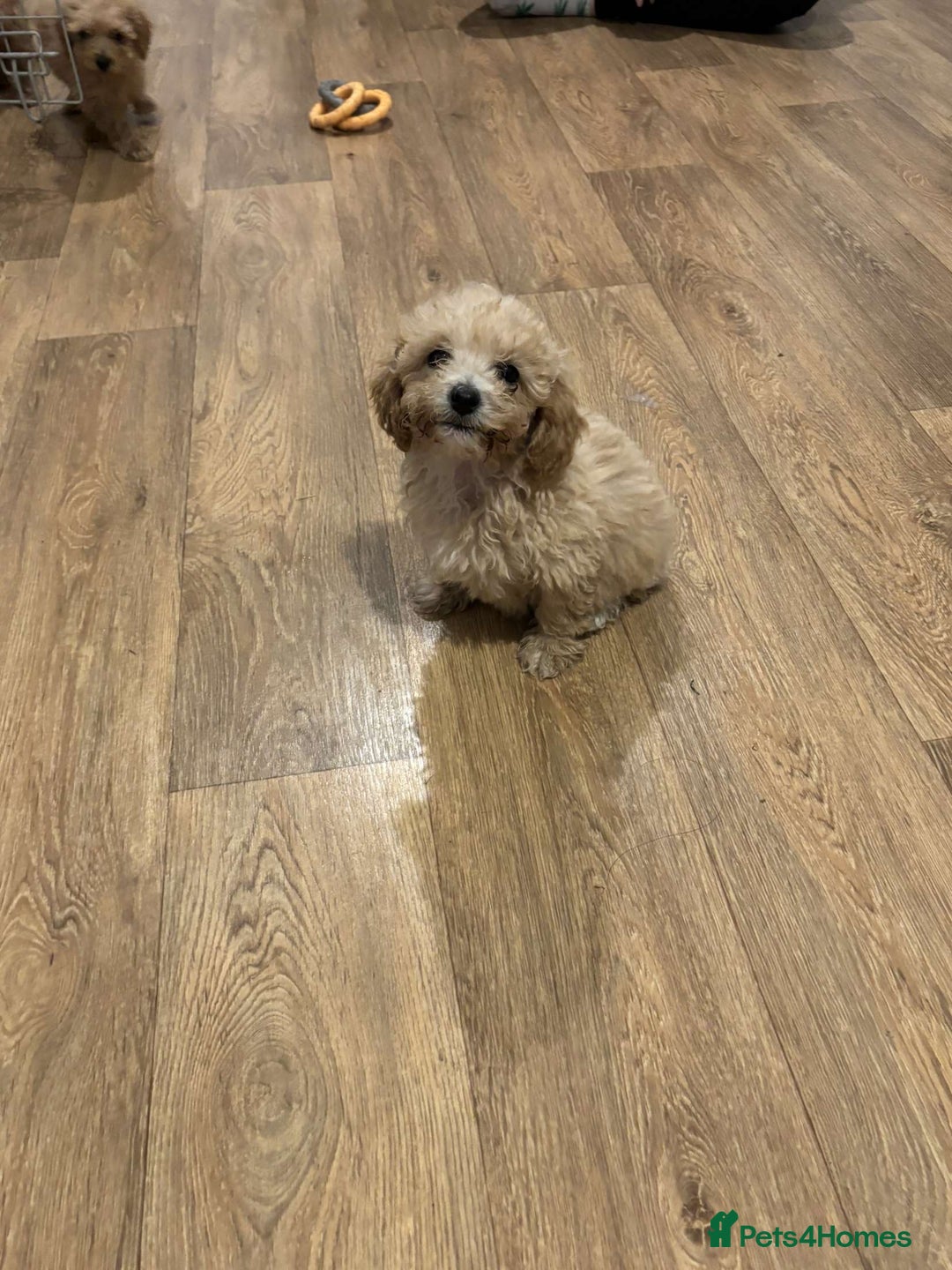 Cavapoo dogs for sale: F1b toy cavapoos  - Image 6