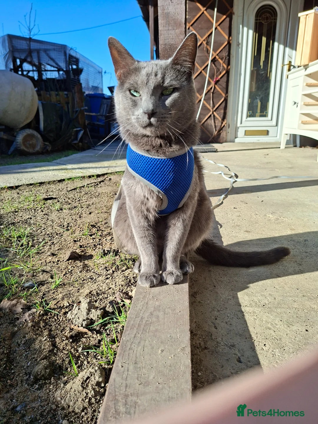 Russian Blue cats for sale: Gorgeous Russian Blue kittens - Advert 17