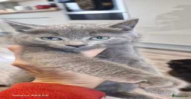 Ragdoll cats - Advert 8