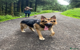 German Shepherd dogs for sale: German Shepherd for rehoming - Image 4