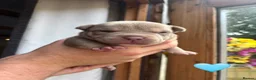 American Bully dogs for sale: Pocket bully  - Advert 18