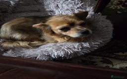 Mixed Breed dogs for adoption: 💕Suzi  - Image 6