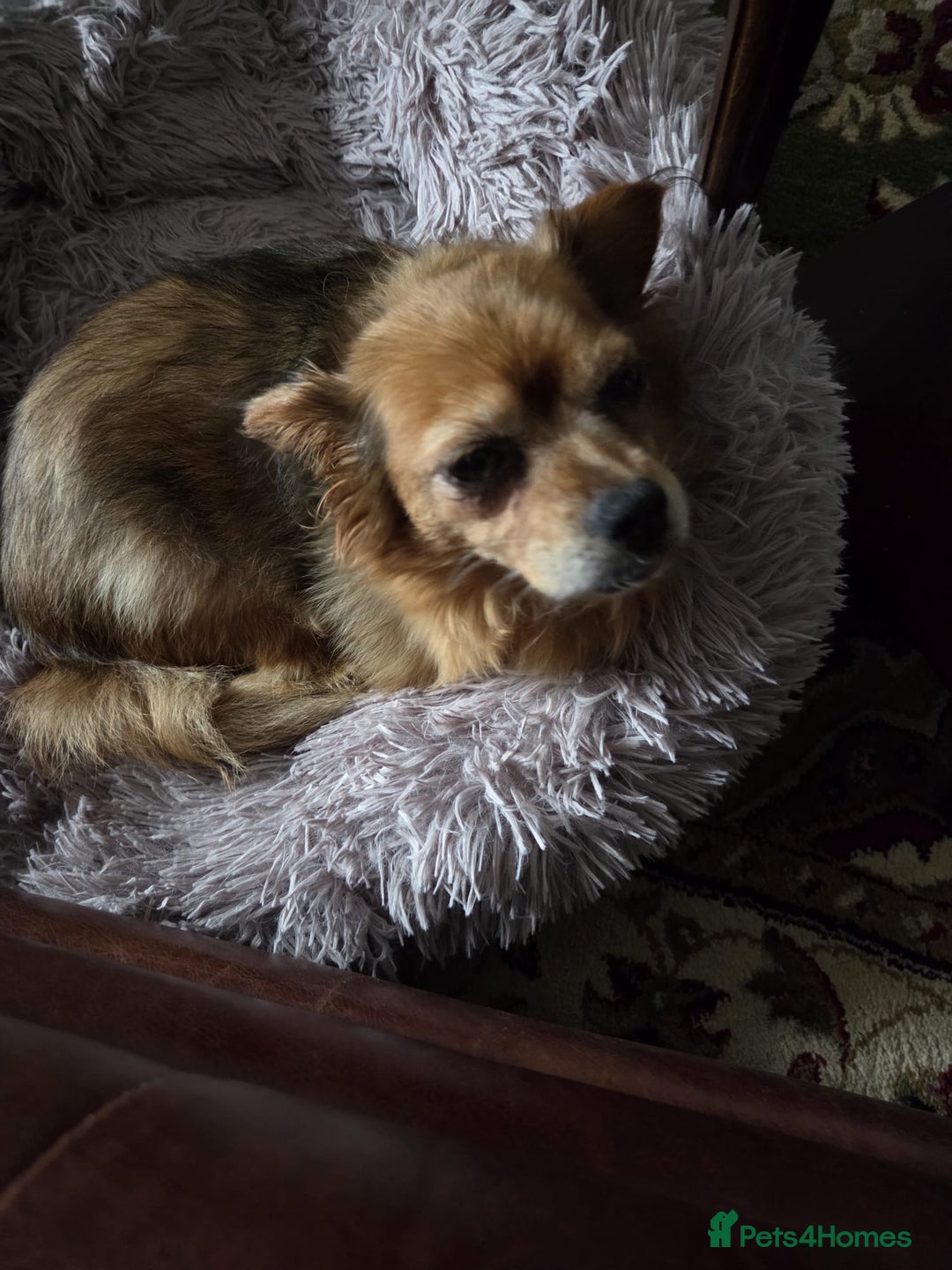 Mixed Breed dogs for adoption: 💕Suzi  - Image 6