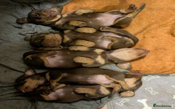 Miniature Dachshund dogs for sale: 5 beautiful chocolate and tan miniature dachshunds - Image 11