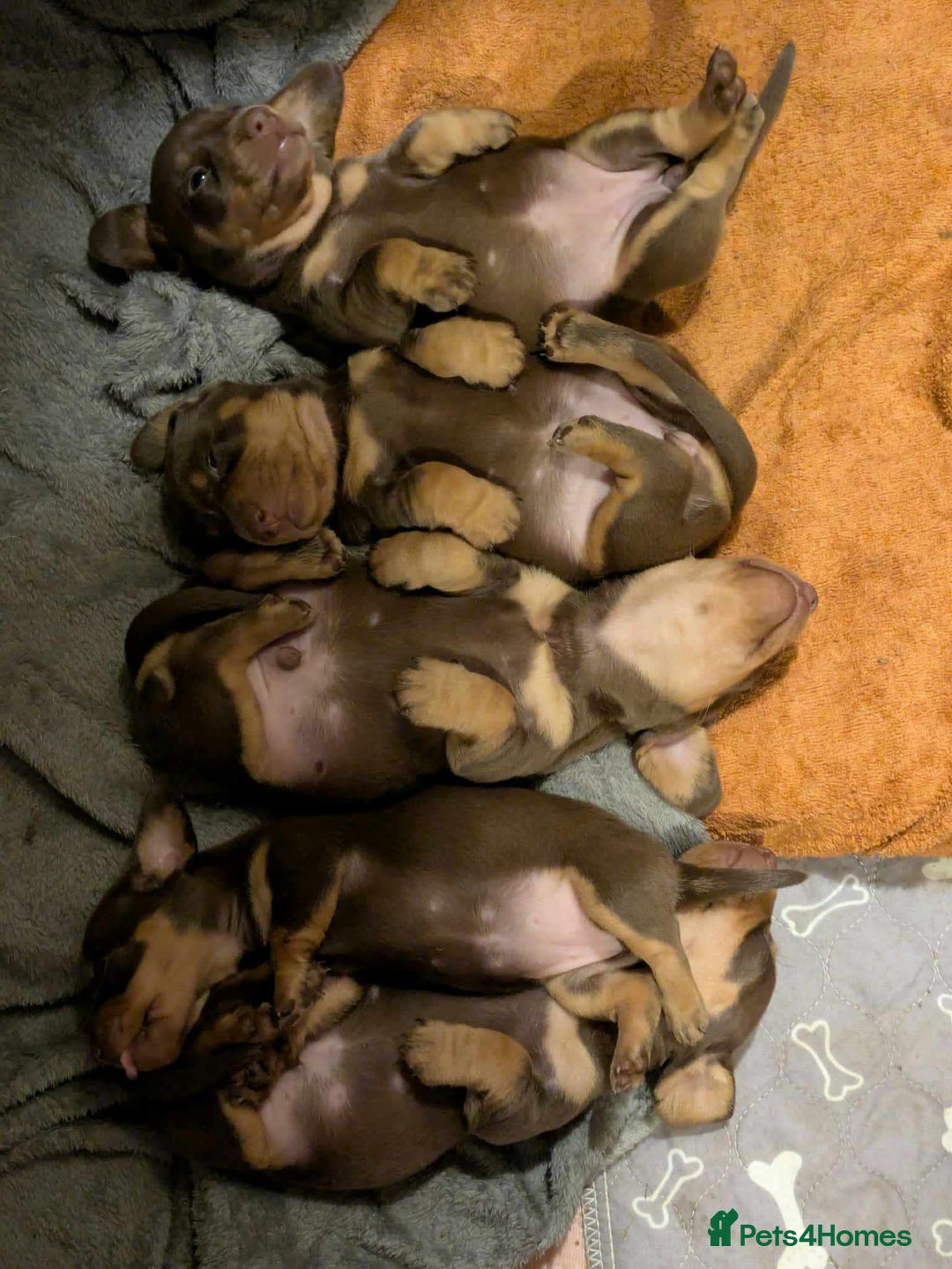 Miniature Dachshund dogs for sale: 5 beautiful chocolate and tan miniature dachshunds - Image 11