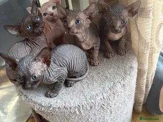 Sphynx cats Beautiful sphynx kittens for sale🥹 - Advert 4