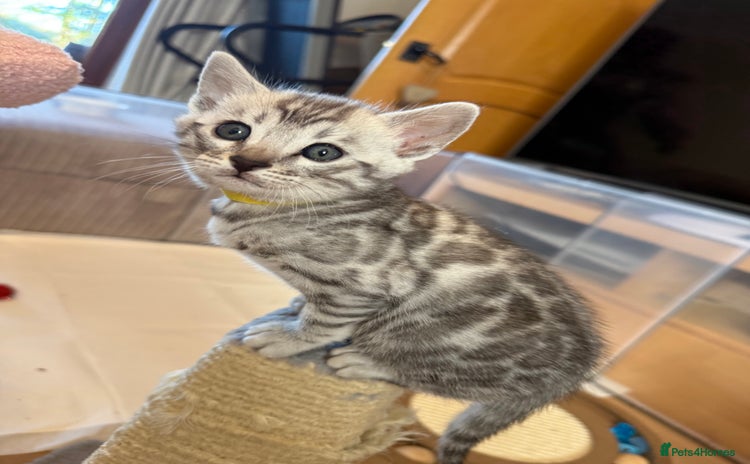 Bengal cats Stunning TICA registered pedigree Bengal kittens - Advert 4