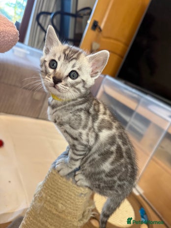 Bengal cats Stunning TICA registered pedigree Bengal kittens - Advert 4