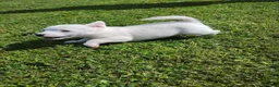 Jack Russell dogs for sale: Adorable Jack Russel Puppies in Liverpool - Advert 5