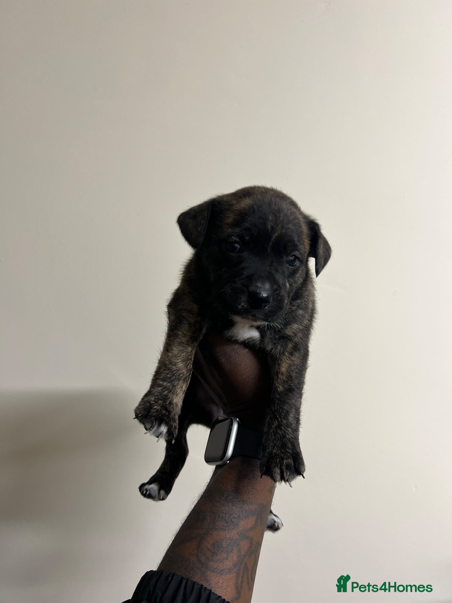 Staffordshire Bull Terrier dogs for sale: Beautiful Staffordshire Bull Terrier Mix Puppies in Manchester - Advert 9