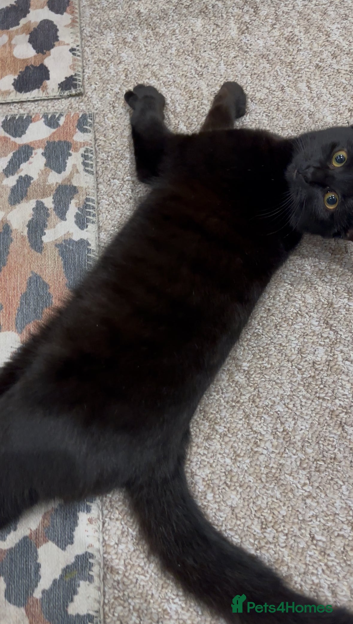 Bombay cats FEMALE CAT FOR SALE - Advert 20