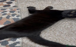 Bombay cats for sale: FEMALE CAT FOR SALE - Advert 1