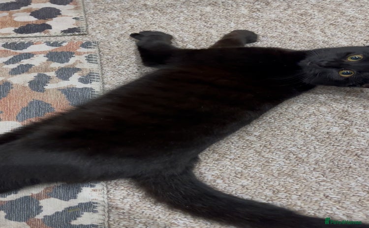 Bombay cats FEMALE CAT FOR SALE - Advert 1