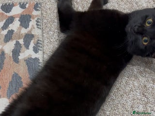 Bombay cats FEMALE CAT FOR SALE - Advert 1