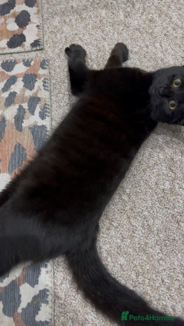 Bombay cats FEMALE CAT FOR SALE - Advert 1