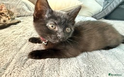 Mixed Breed cats for sale: Adorable Kittens Ready for Their Forever Homes - Image 7
