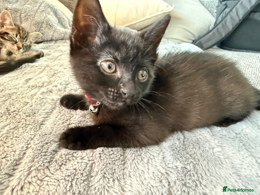Mixed Breed cats for sale: Adorable Kittens Ready for Their Forever Homes - Image 7