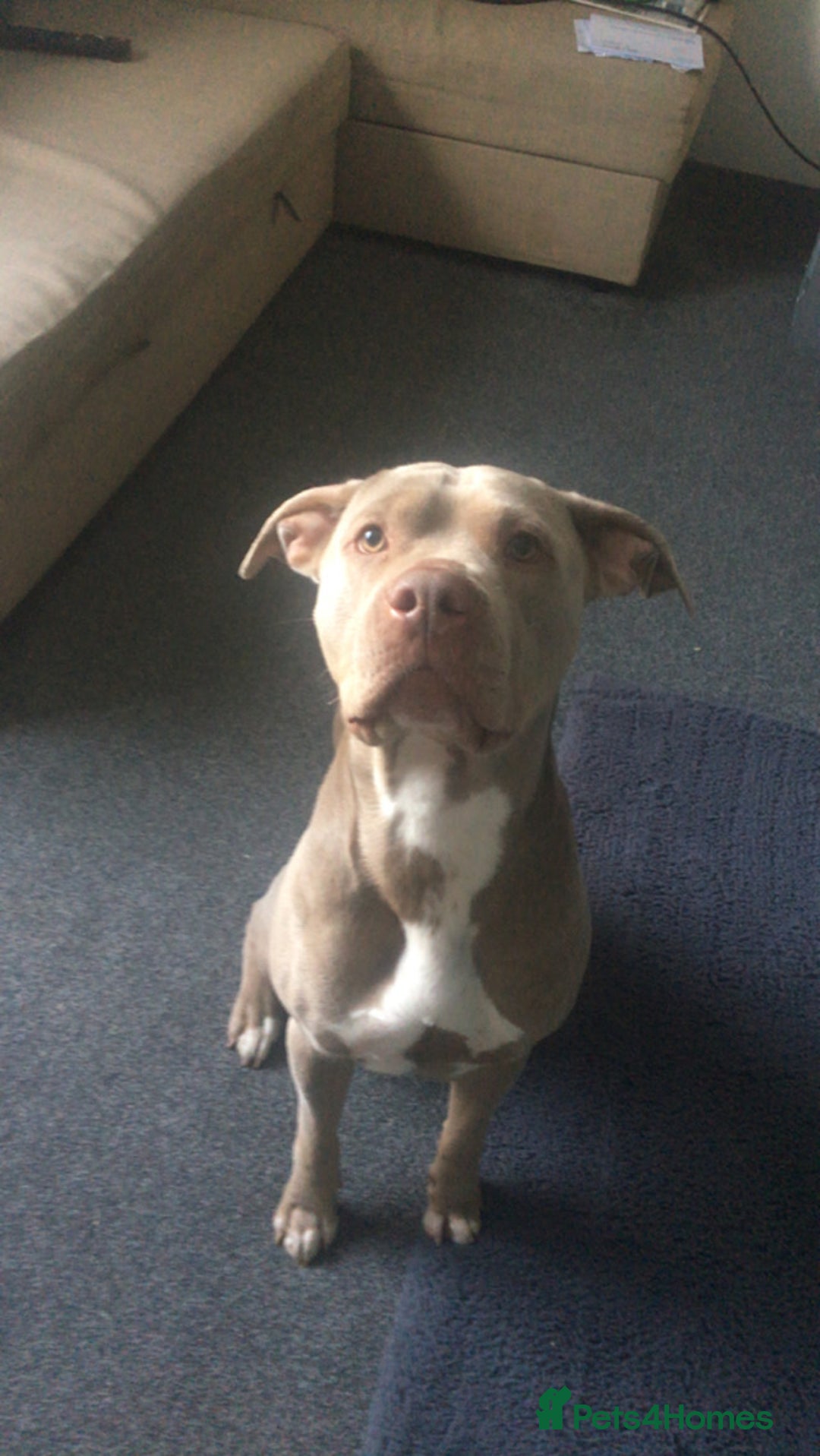 Staffordshire Bull Terrier dogs for sale: Staffordshire bull terrier  - Image 2