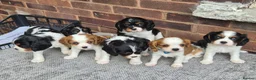 Cavalier King Charles Spaniel dogs for sale: Beautiful Cavalier King Charles Spaniel 7 Puppies - Advert 14