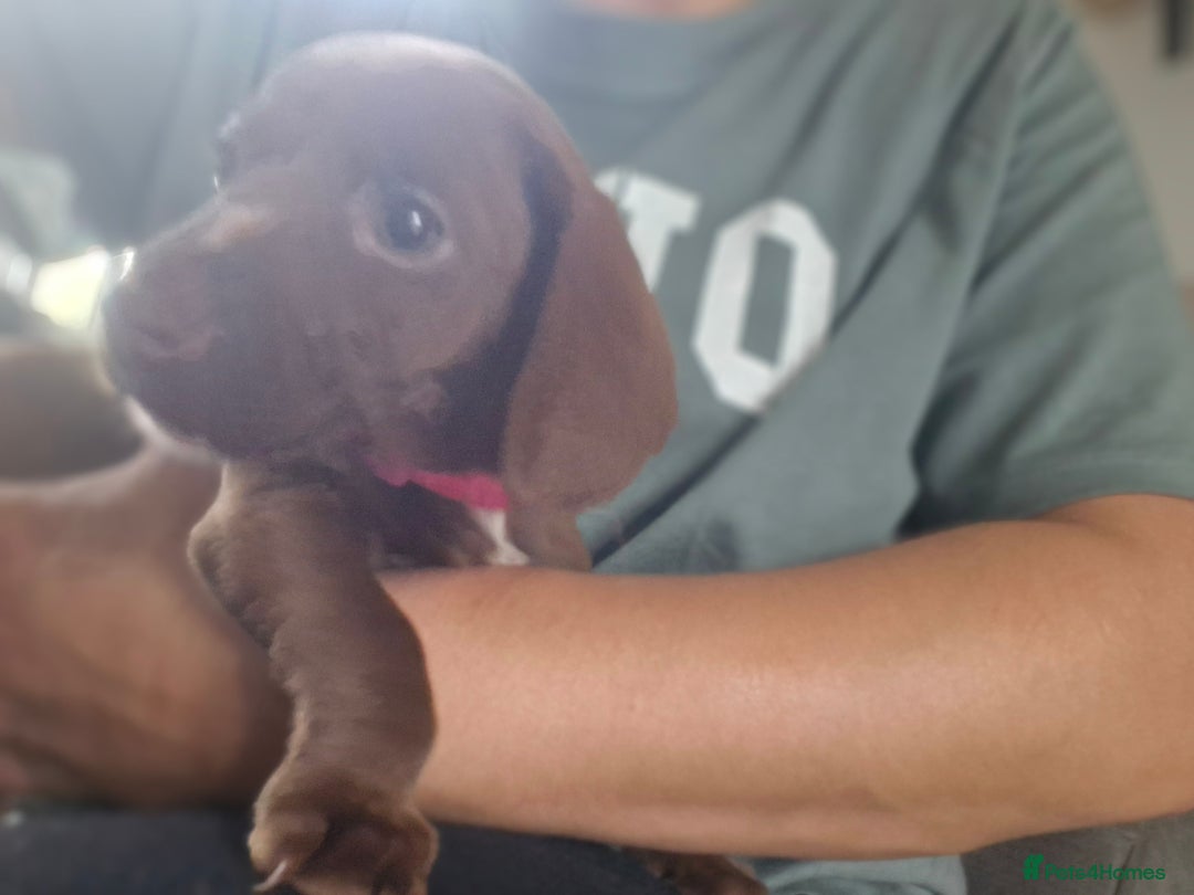 Miniature Dachshund dogs for sale: Miniature dachshund  - Image 19