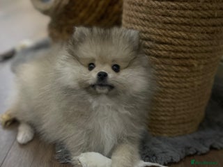 Pomeranian dogs - Advert 2