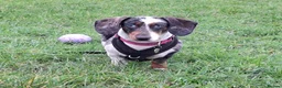 Dachshund dogs for adoption: Dachshund For Urgent Adoption in Southampton - Advert 2