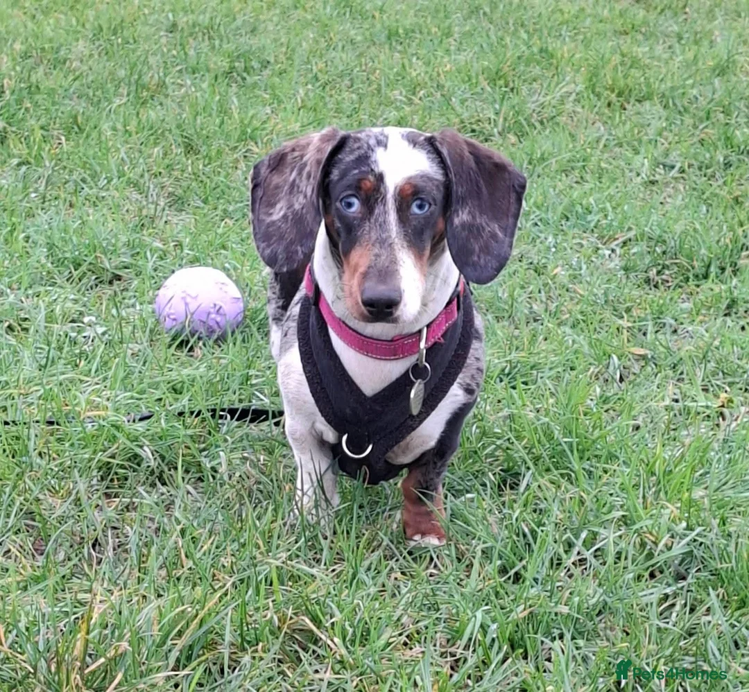 Dachshund dogs for adoption: Dachshund For Urgent Adoption in Southampton - Advert 2