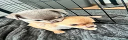 Chihuahua dogs for sale: Beautiful Chihuahua Puppies  in Falmouth - Advert 3