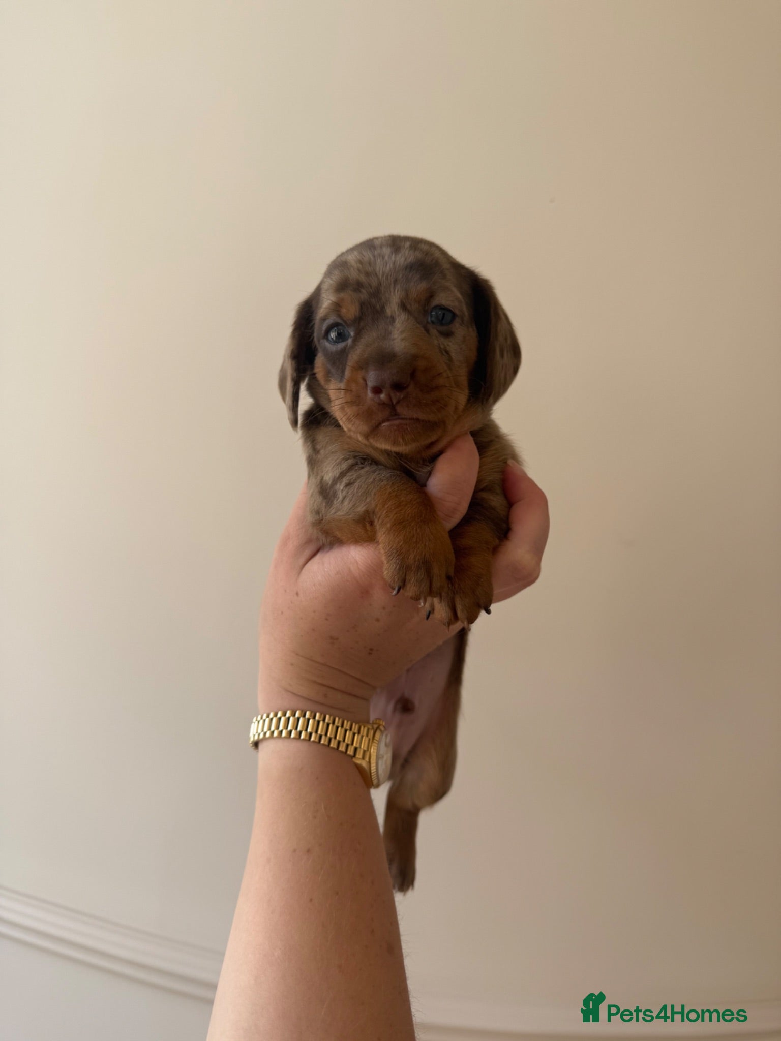 Miniature Dachshund dogs KC registered miniature dachshund puppies - Advert 17
