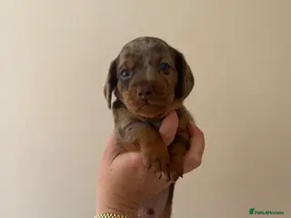 Miniature Dachshund dogs KC registered miniature dachshund puppies - Advert 17