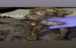 Presa Canario dogs for sale: Beautiful presa canario puppies!! - Advert 15