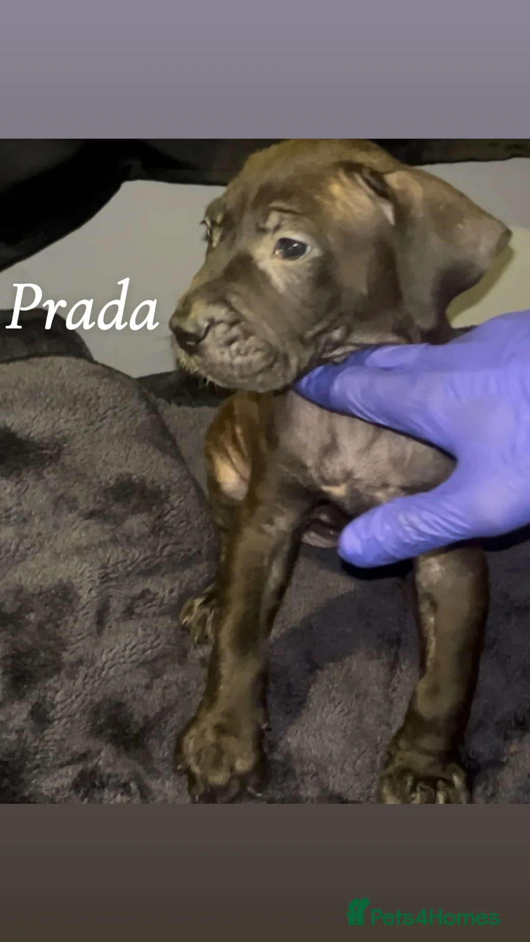 Presa Canario dogs for sale: Beautiful presa canario puppies!! - Advert 15