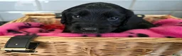 Cocker Spaniel dogs for sale: KC FTCH bloodlines cocker spaniels - Advert 13