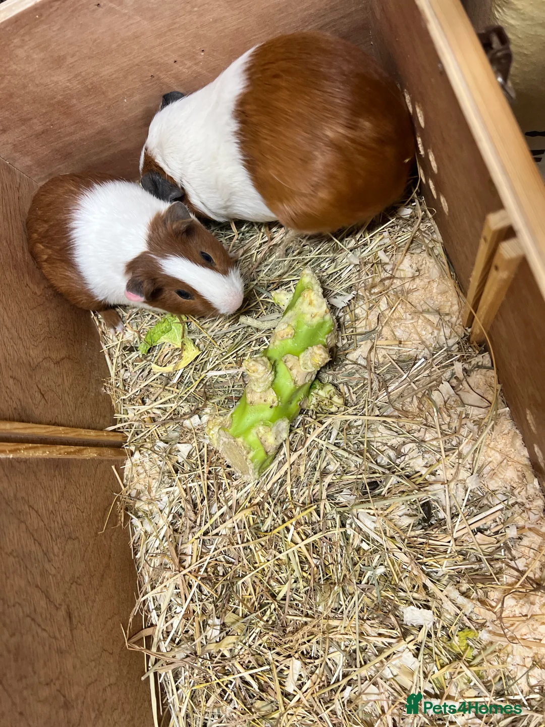 Guinea Pig rodents for sale: Group of bonded Dutch male/boar guinea pigs - Advert 13