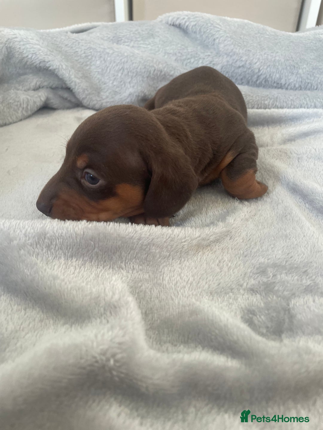 Dachshund dogs for sale: 6 boy dachshund puppies  - Advert 8