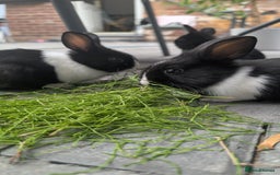 Mixed Breed rabbits for sale: Netherland Dwarf mix Lionhead - Image 4