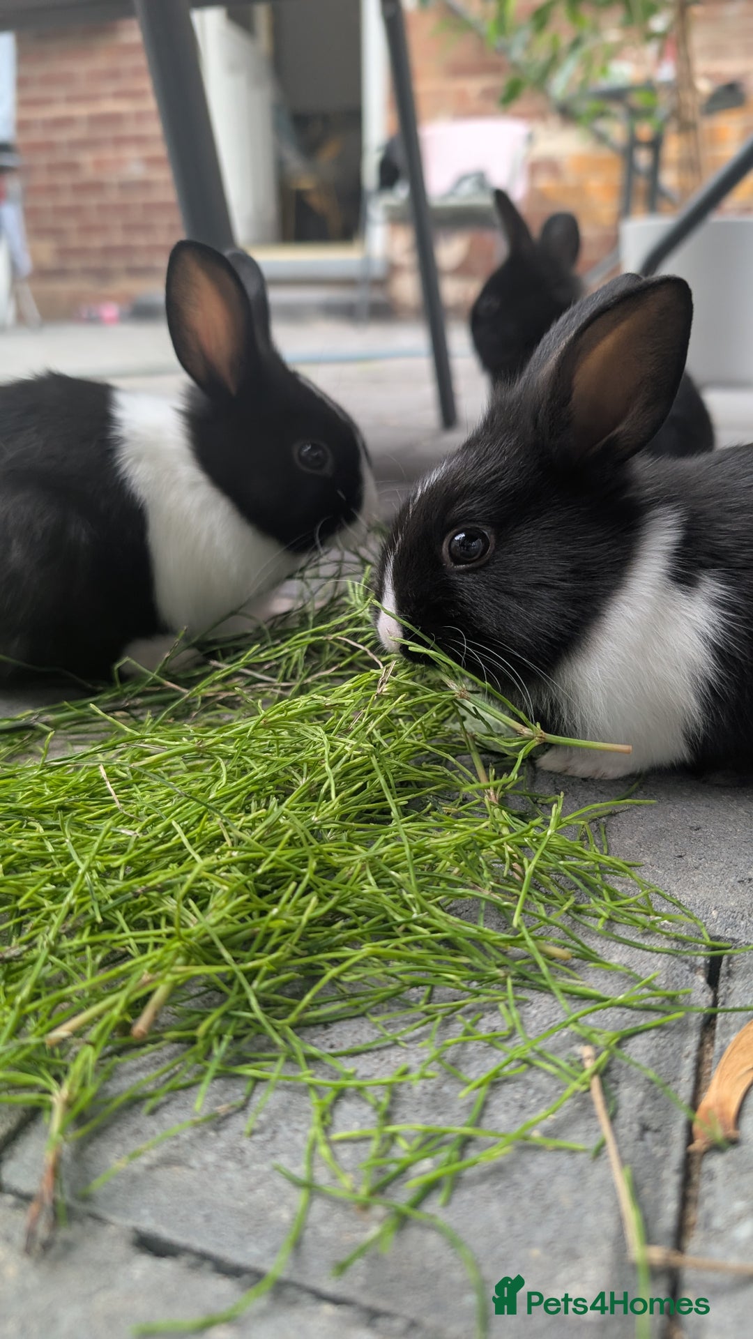 Mixed Breed rabbits for sale: Netherland Dwarf mix Lionhead - Image 4
