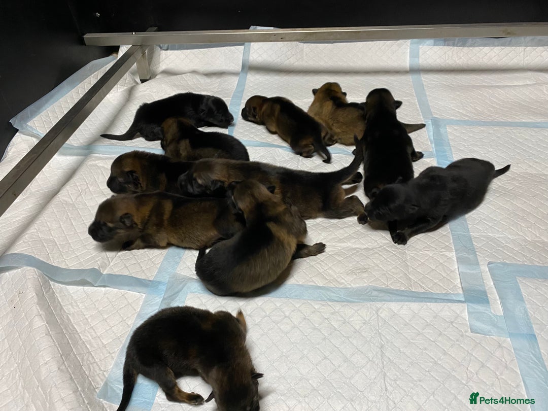 German Shepherd dogs for sale: 🐶 Outstanding Working line GSD puppies 🐶 - Image 2