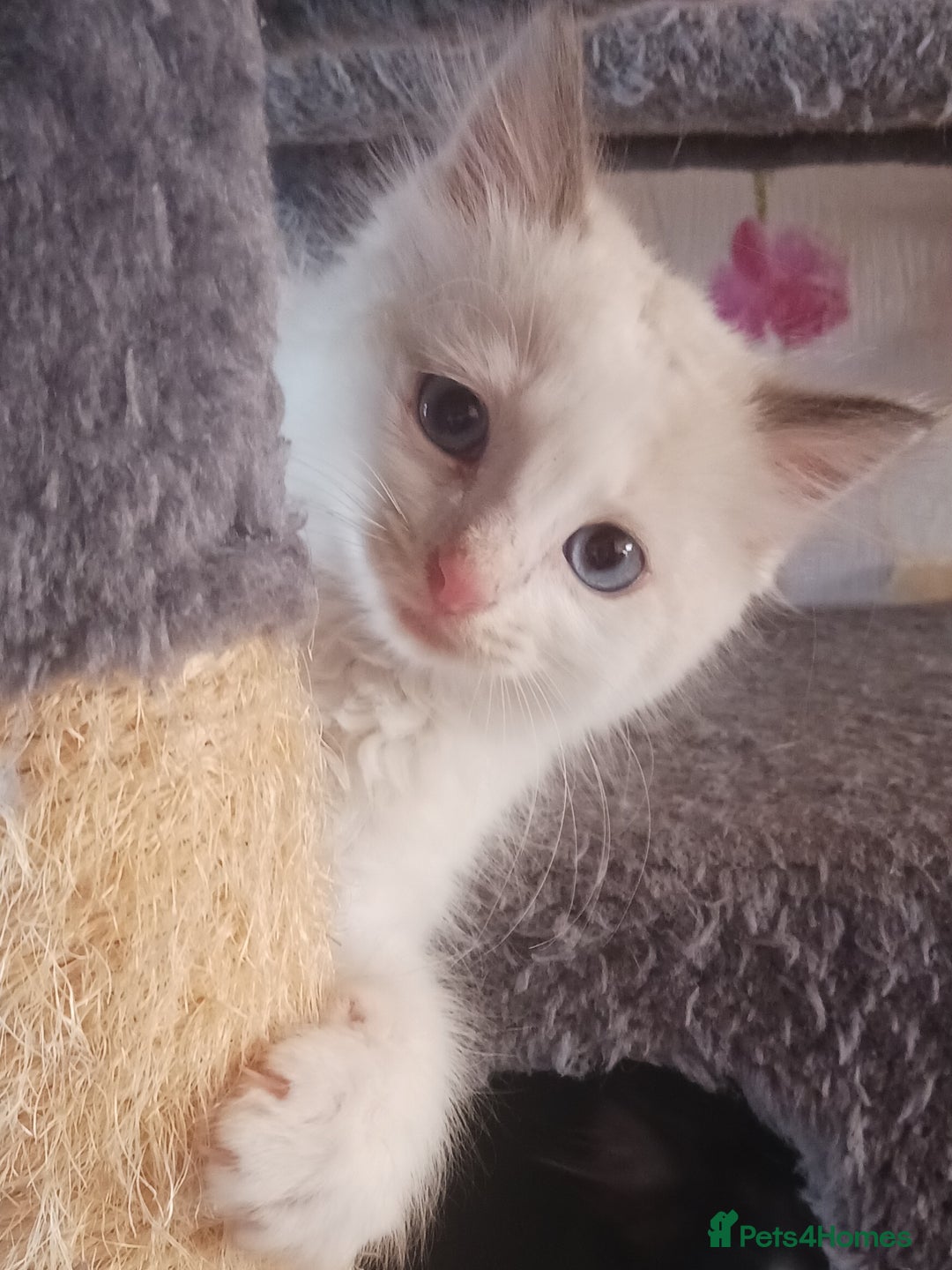 Ragdoll cats for sale: CUTE RAGDOLL KITTENS  - Image 10