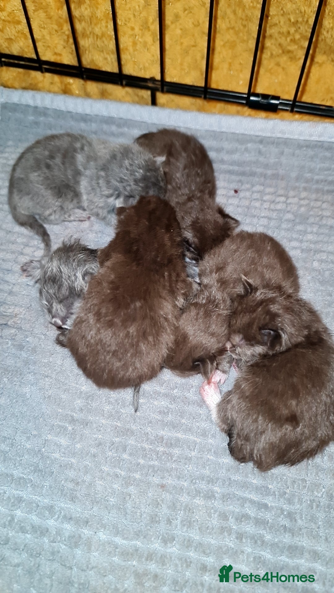 British Shorthair cats for stud: For stud lilac boy Sir Arnold (carries choc gene) in Bradford - Advert 8