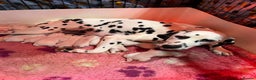 Dalmatian dogs for sale: Top quality Dalmatian puppies 5* homes  - Advert 4
