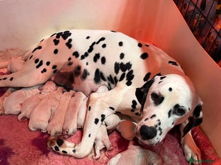 Dalmatian dogs Top quality male Dalmatian puppies 5* homes - Advert 5