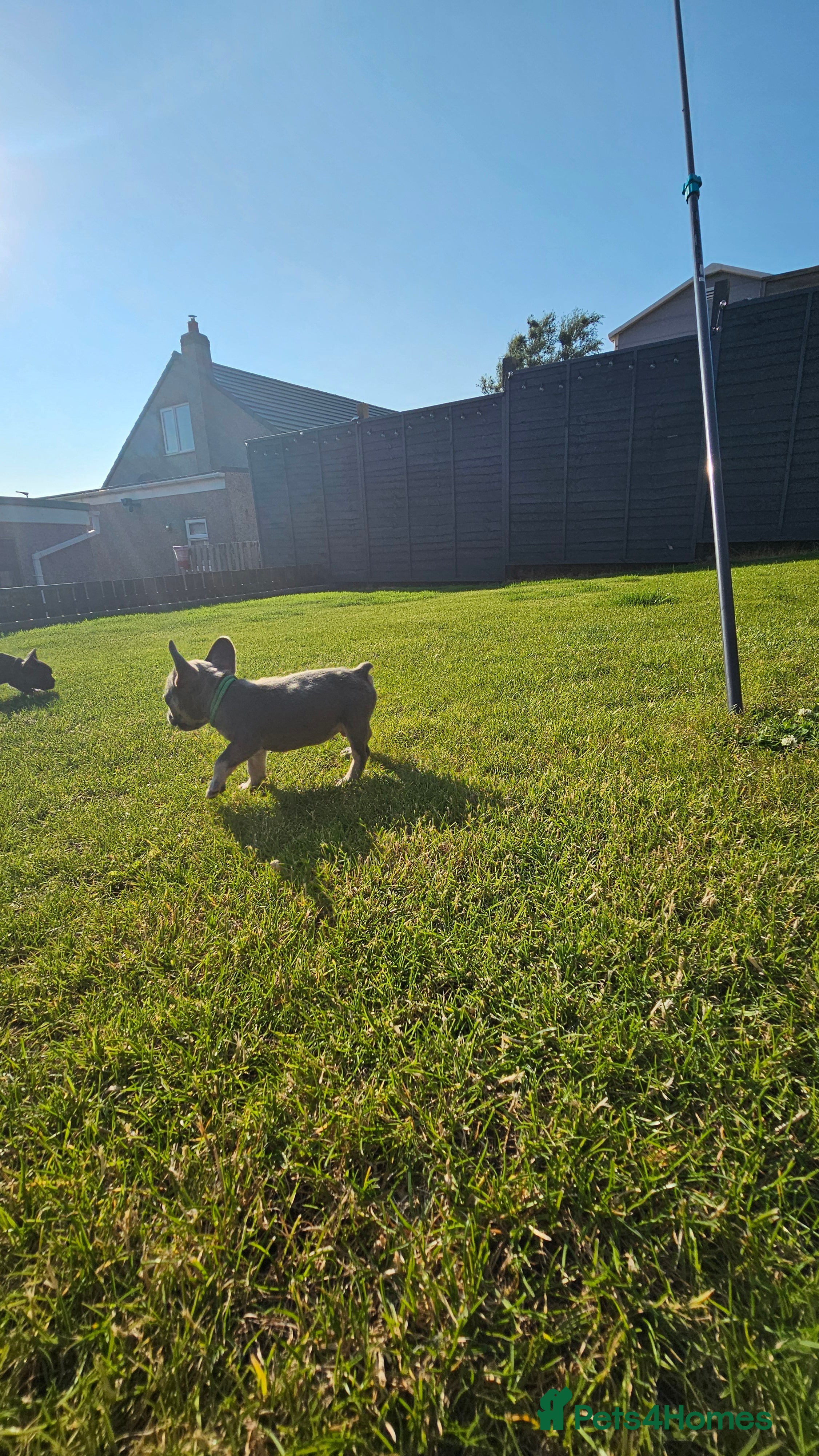 French Bulldog dogs READY THIS WEEK! KC French Bulldog Puppies - Advert 2