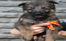 German Shepherd dogs for sale: German Shepherd Puppies - Image 13