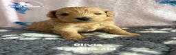 Maltipoo dogs for sale: Stunning Maltipoo puppies ❤️ - Advert 10
