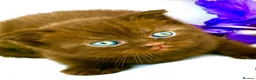 Scottish Fold cats for sale: 5 Scottish Fold Kittens for sale - Advert 3