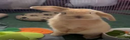 Mini Lop rabbits for sale: Stunning mini lop babies - fabulous temperaments  - Advert 5